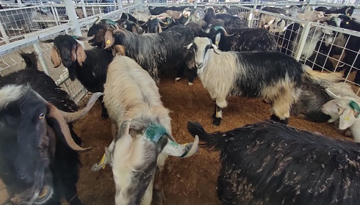 Korkuteli Hayvan Pazarı’nda Kurbanlık Satışları Başladı