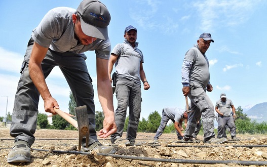 Çandır fasulyesi toprağa merhaba dedi