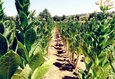 Tütün sektöründe çifte rekor mutluluğu yaşanıyor