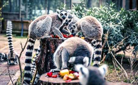 Antalya Doğal Yaşam Parkı’nda yavru lemur sevinci