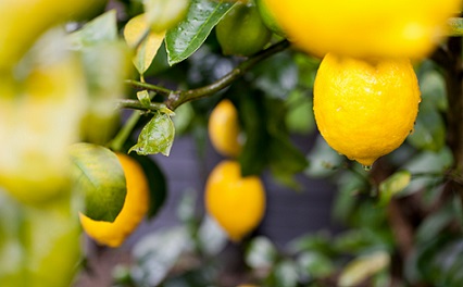 Türkiye’nin limon ihracatı 500 milyon dolara koşuyor