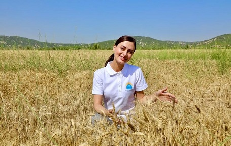 Korkuteli’nde buğday hasadı başladı