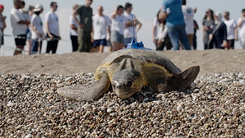Caretta caretta’ların göç rotalarına uydu takibiyle ışık tutuluyor
