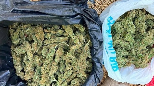 Diyarbakır’da dev operasyon: 247 bin kök kenevir ve skunk imha edildi
