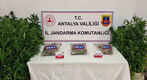 Antalya Gazipaşa’da Uyuşturucu Baskını: Kenevir ve Esrar Ele Geçirildi